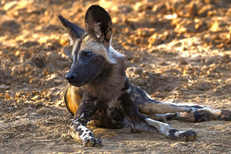 African Wild Dog Mammals