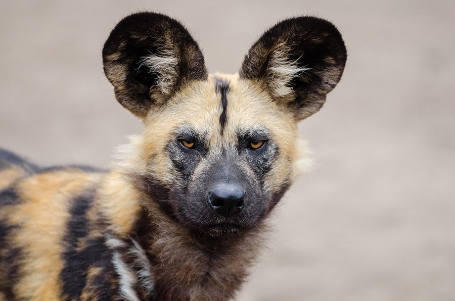 African Wild Dog face
