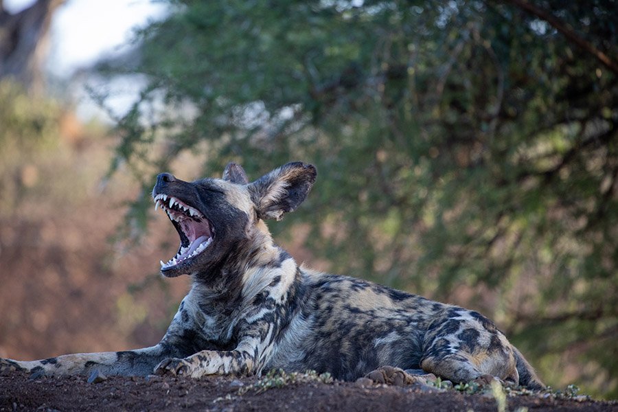 African Wild Dog yawning