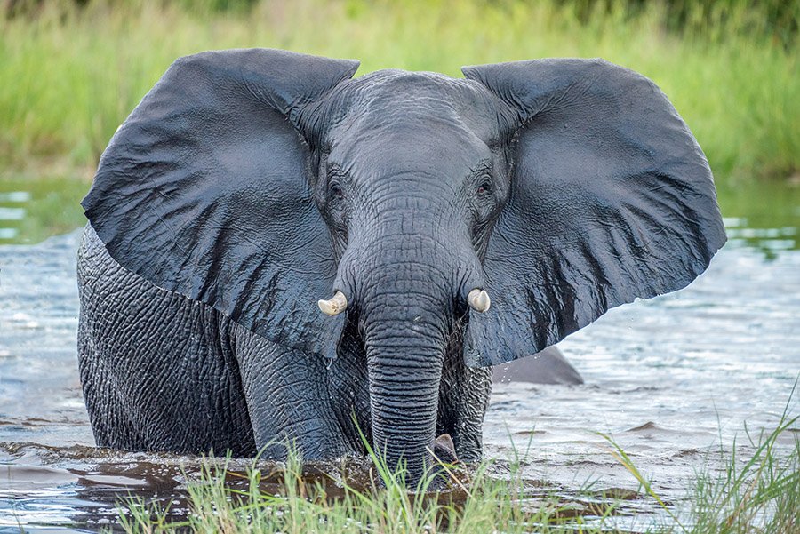 African elephant in water