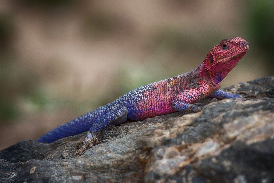 Agama Lizard blue and pink