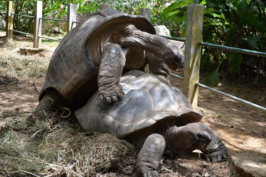 Aldabra giant tortoises mating