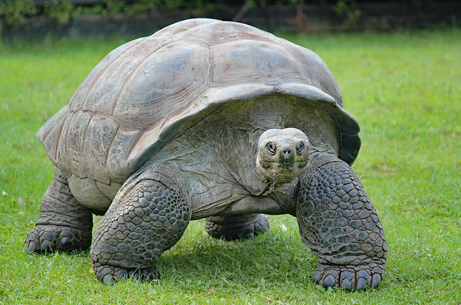 Aldabra giant tortoise in a zoo