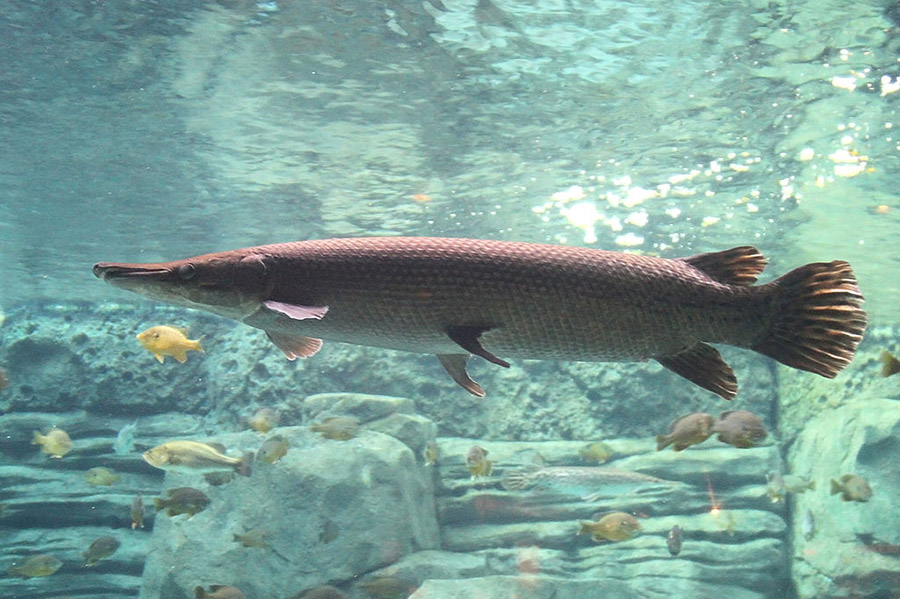 Alligator_Gar_10
