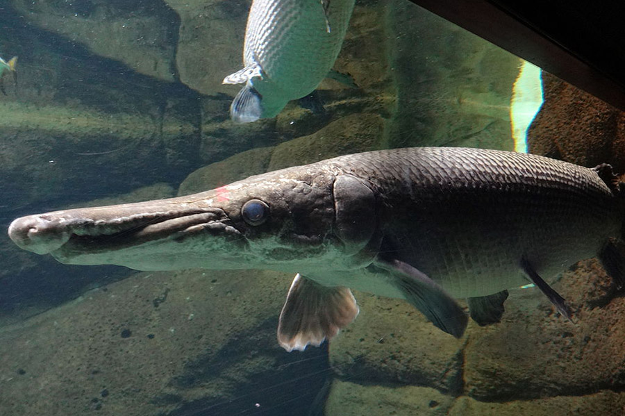 Alligator_gar_at_SeaWorld_San_Diego_01