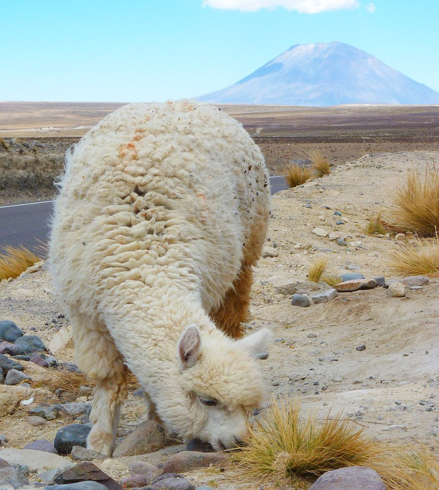 Alpaca in the Andes