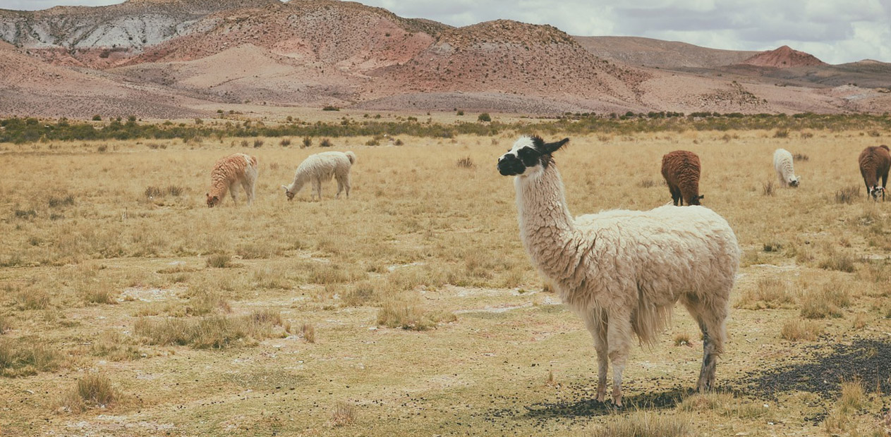 Llama Facts: Habitat, Behavior, Diet