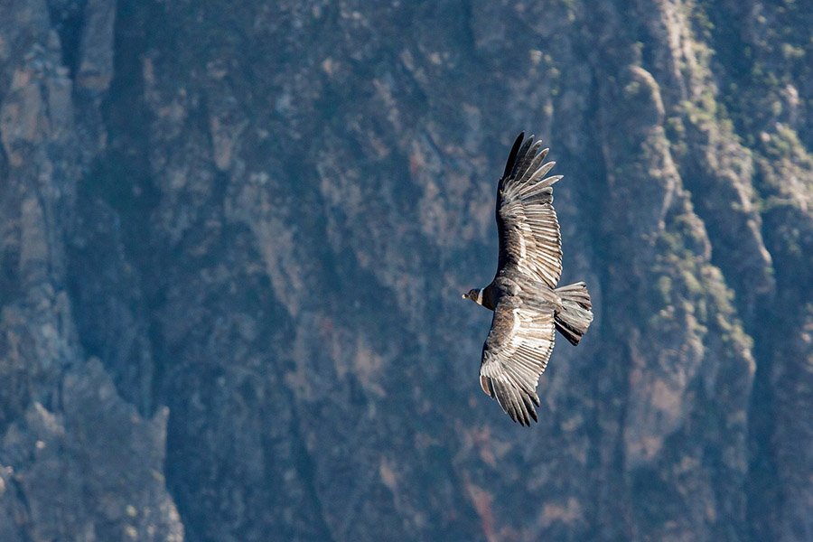 Andean condor in Peru