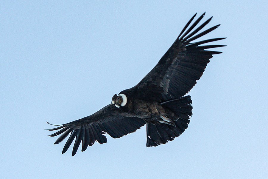 Andean condor in flight