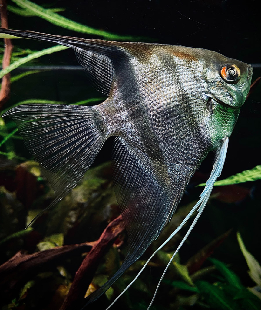 Angelfish closeup