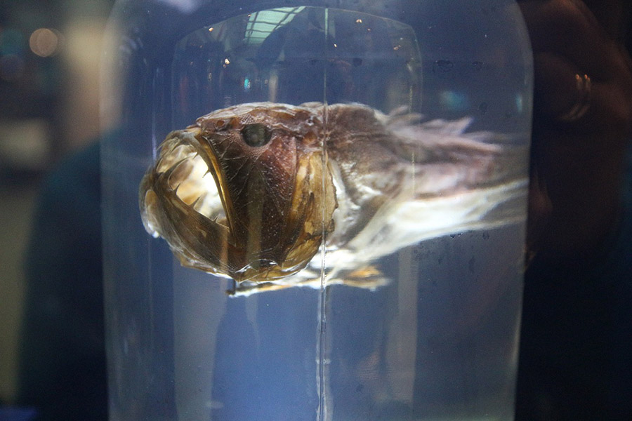 Anglerfish in a museum