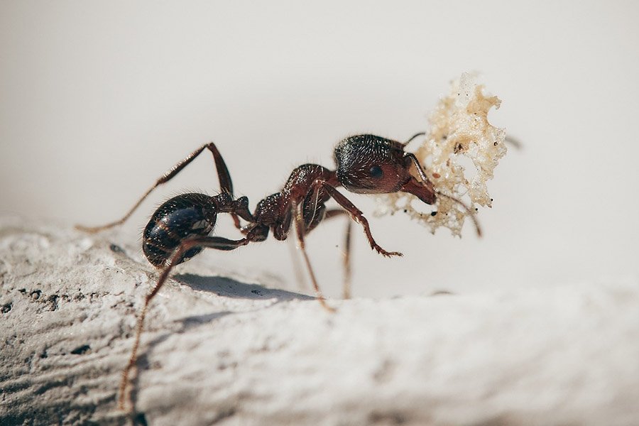 Ant closeup