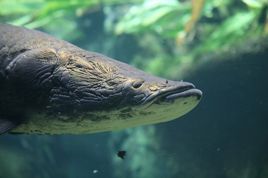 Arapaima face