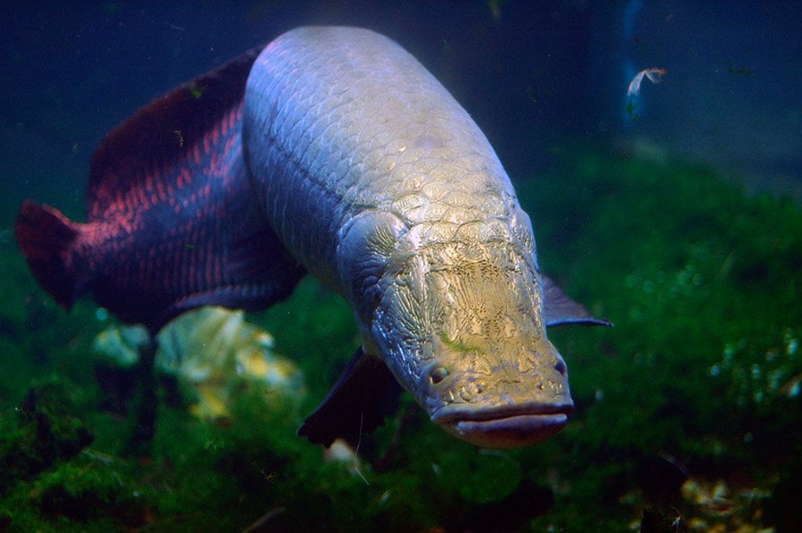 Arapaima in a zoo