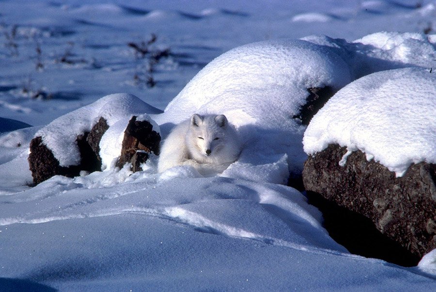 Arctic fox in snowy landscape
