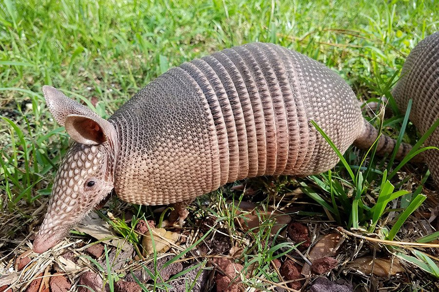 Armadillo closeup