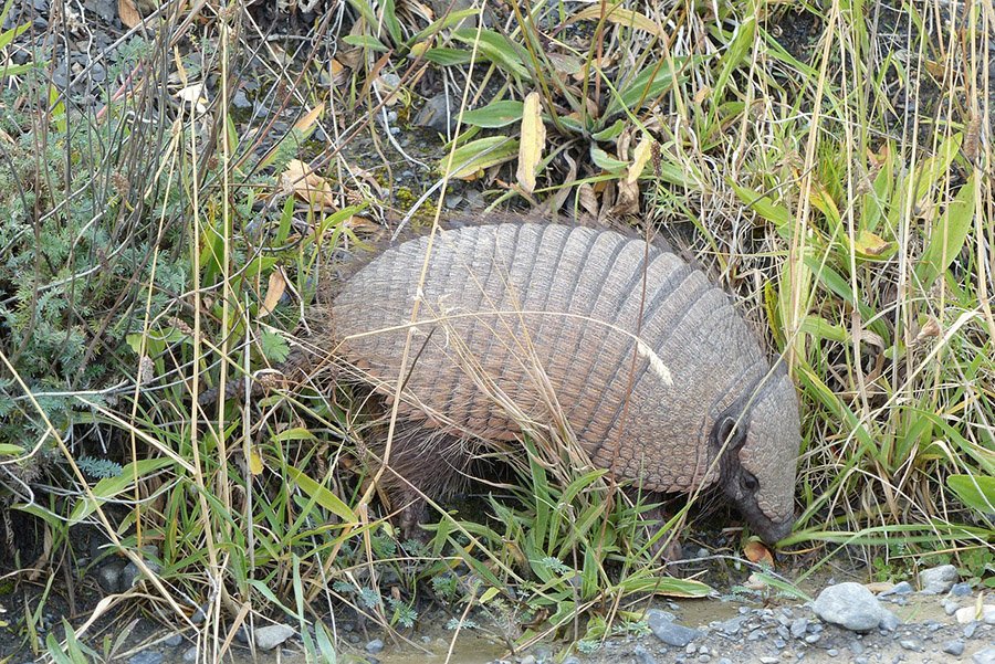 Armadillo in the grass
