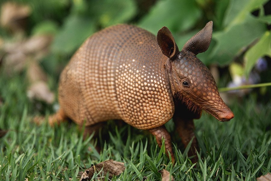 Armadillo running in grass