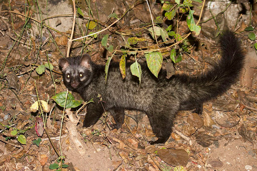 Asian palm civet in the woods