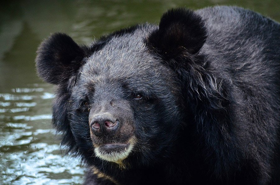 Asiatic black bear face