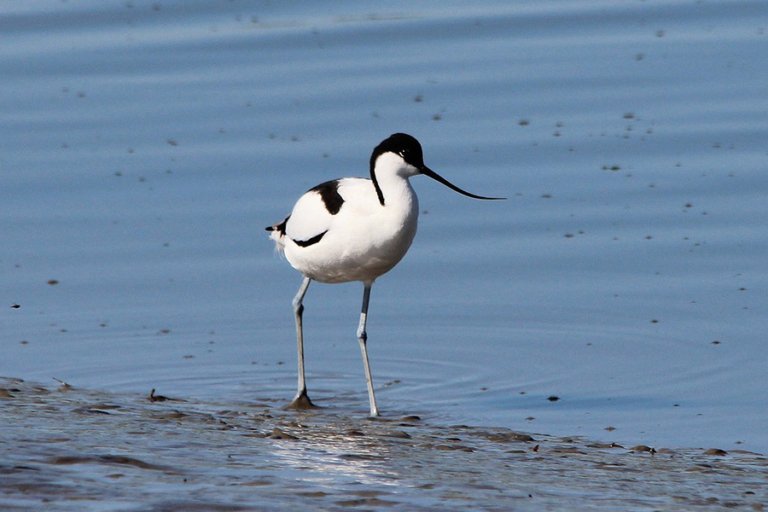 Avocet Birds