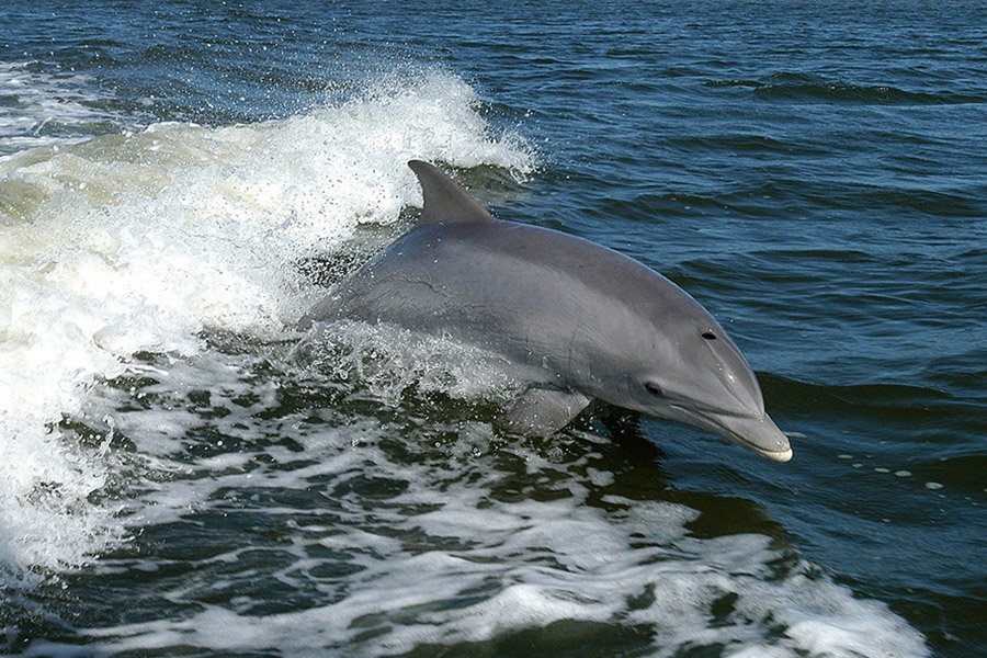 Bahamas Animals - Bottlenose Dolphin