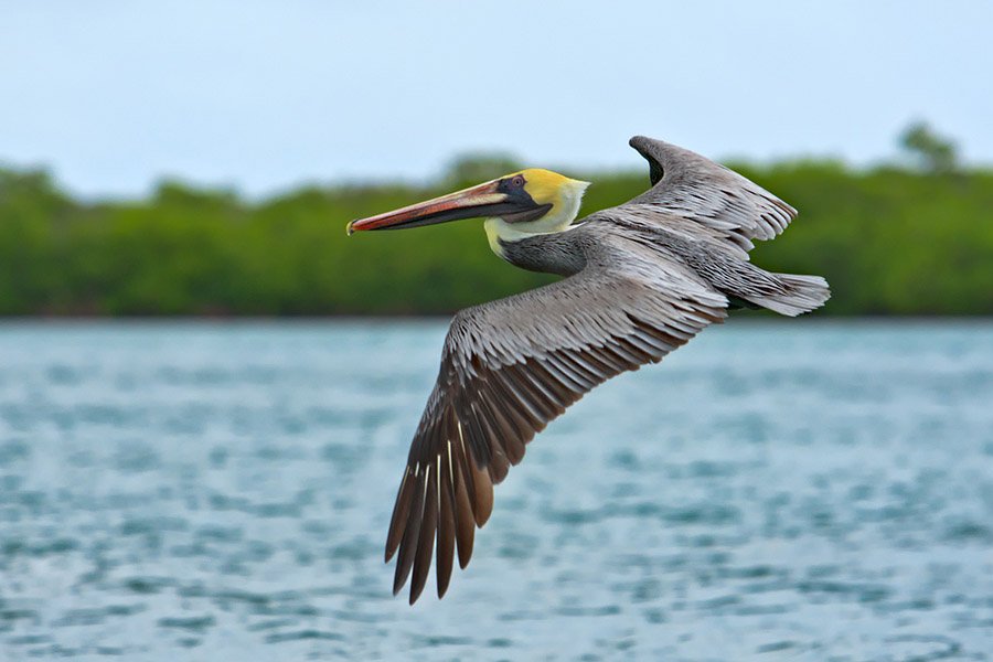 Bahamas Animals - Brown Pelican