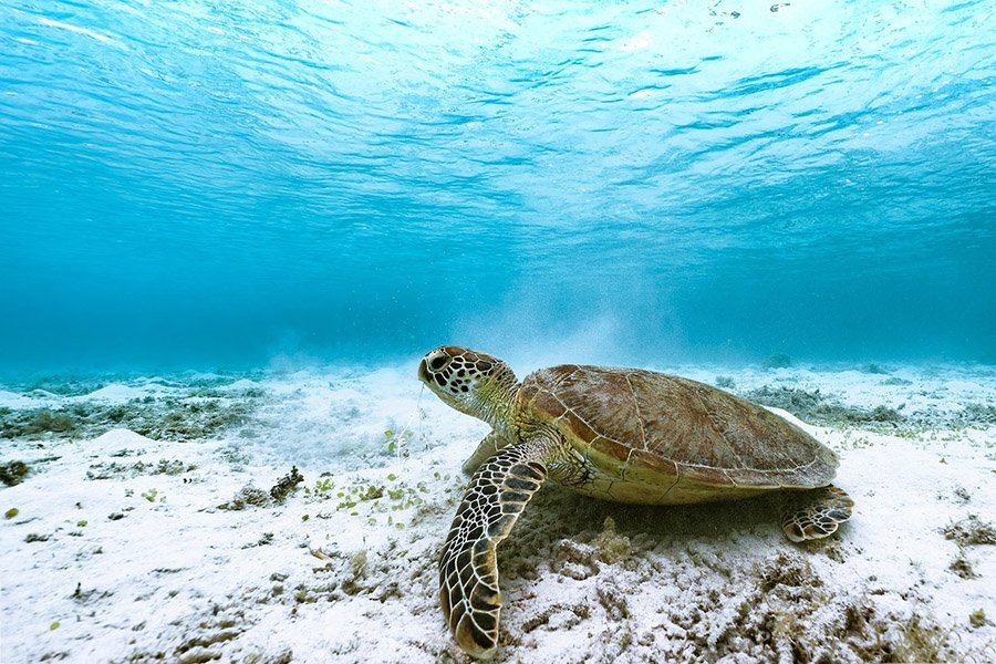 Bahamas Animals - Green Sea Turtle