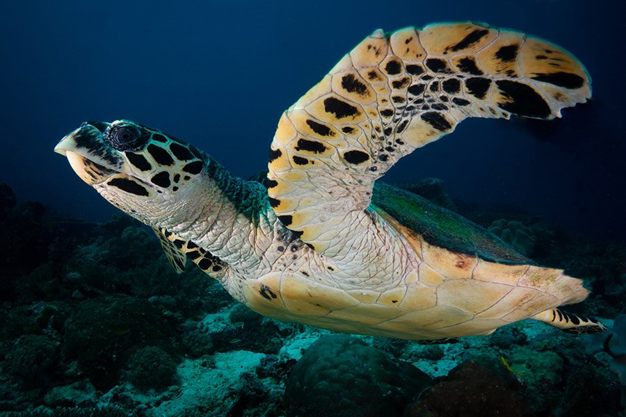 Bahamas Animals - Hawksbill Turtle