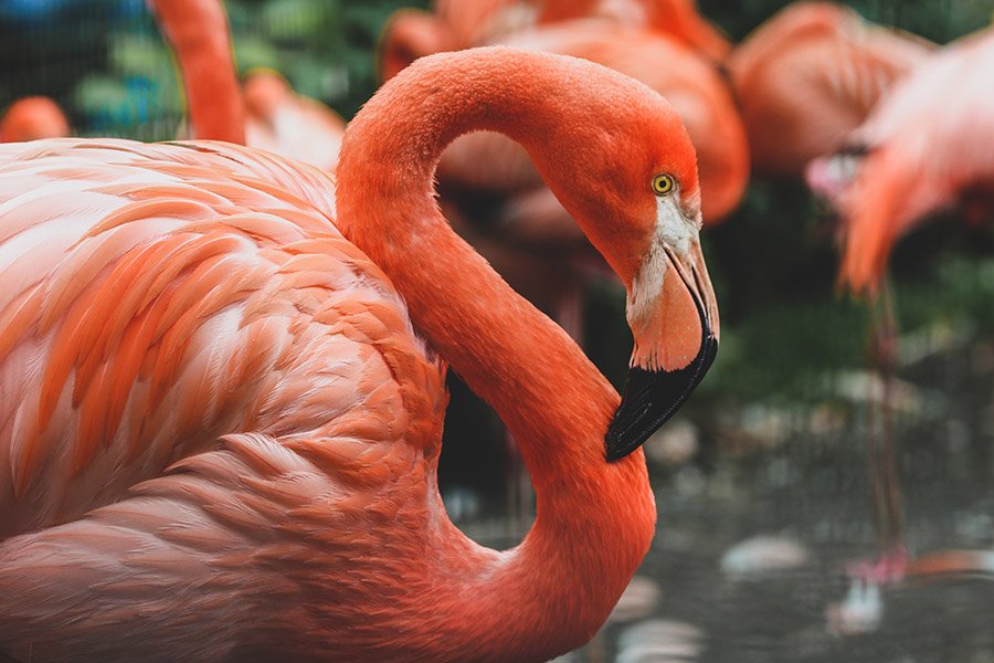 Bahamas Animals - West Indian Flamingo