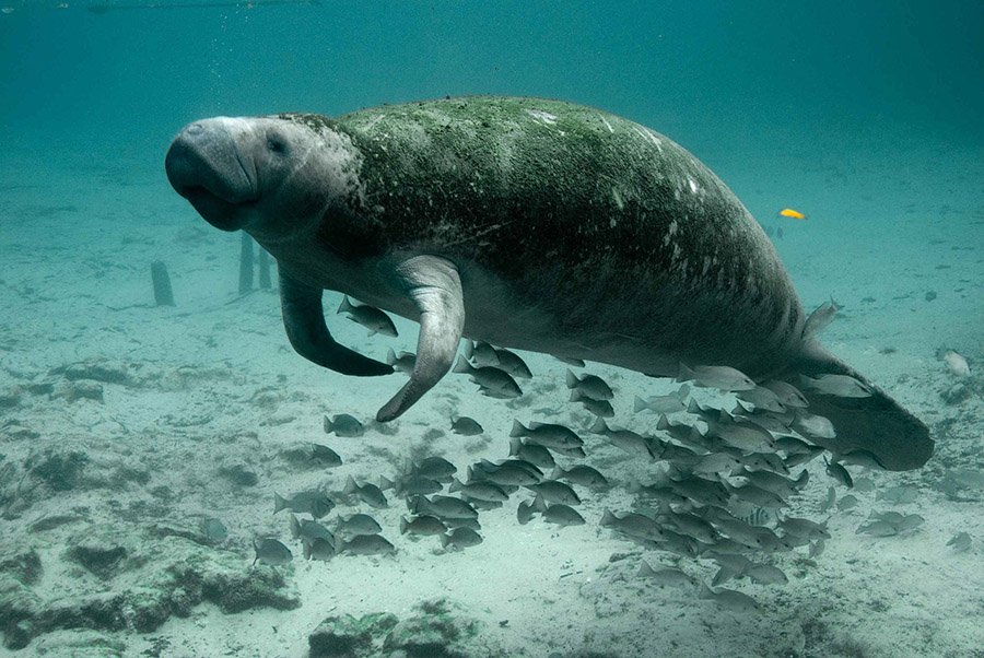 Bahamas Animals - West Indian Manatee
