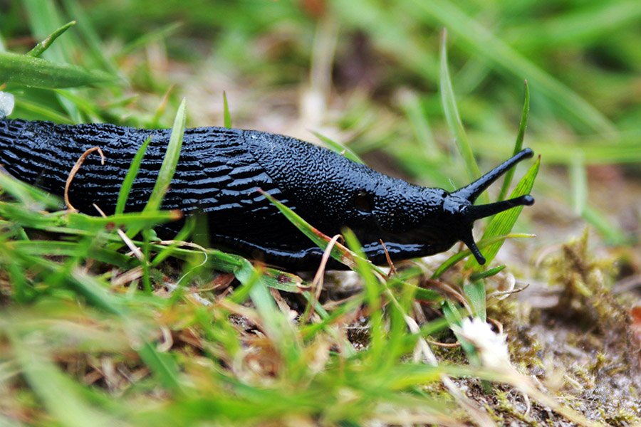 Black Animals - Black Slug