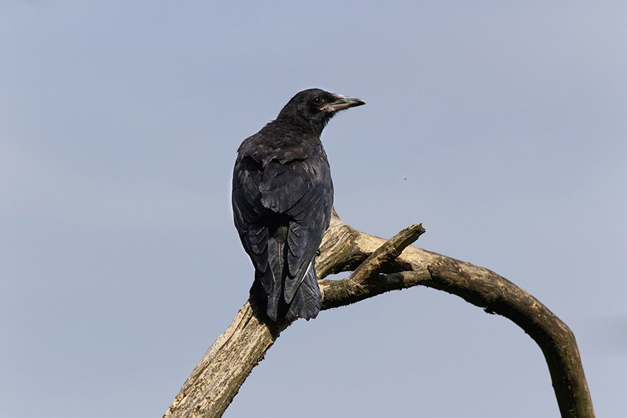 Black Animals - Carrion Crow