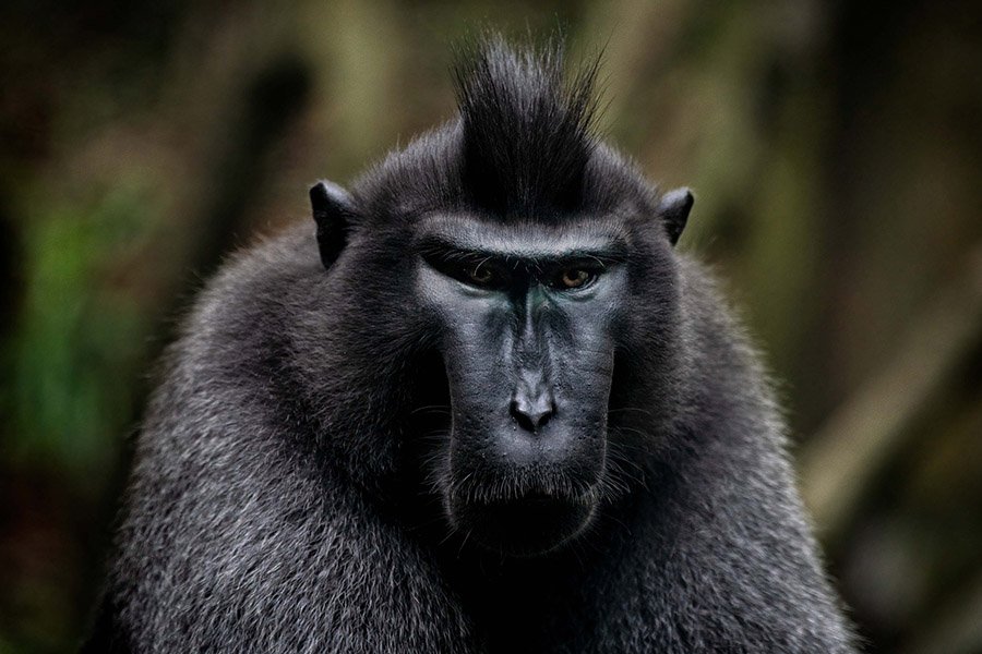 Black Animals - Celebes Crested Macaque