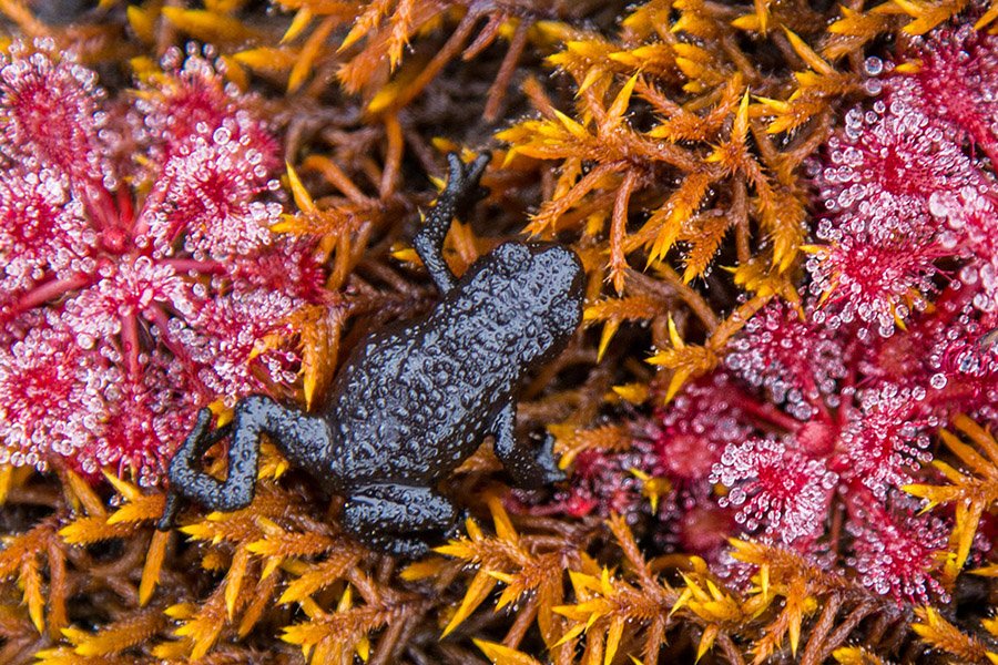 Black Animals - Roraima Black Frog