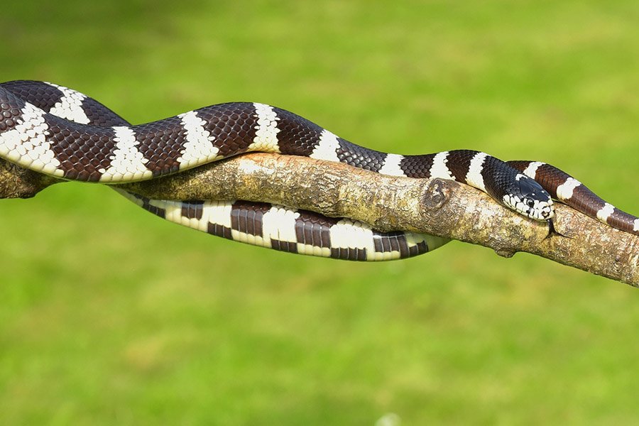 Black and White Animals - California Kingsnake