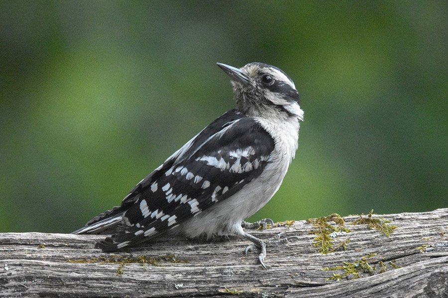 Black and White Animals - Downy Woodpecker