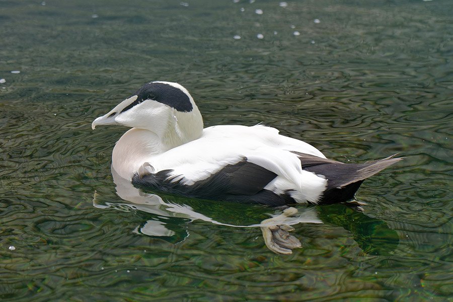Black and White Animals - Eider