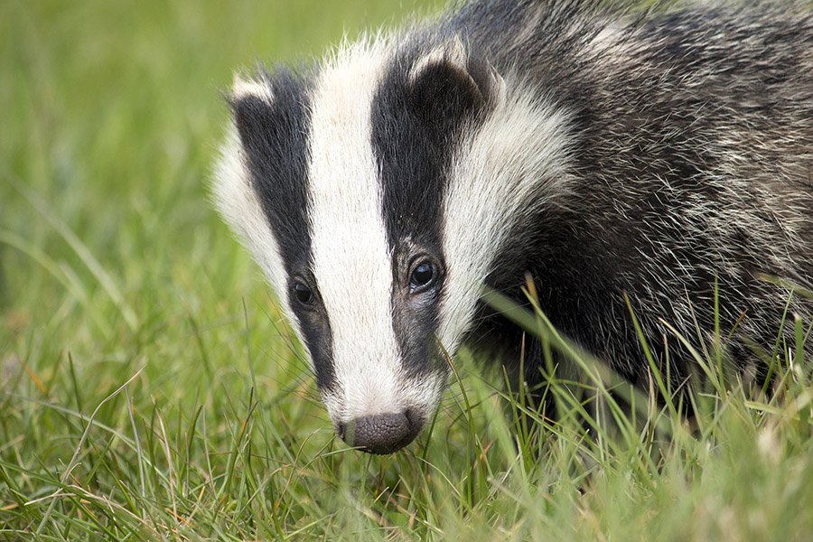 Black and White Animals - European Badger
