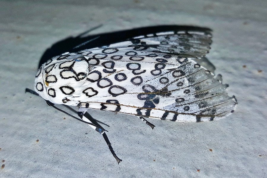 Black and White Animals - Giant Leopard Moth