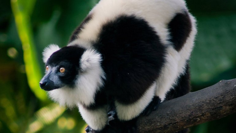 Black and White Animals - Hero