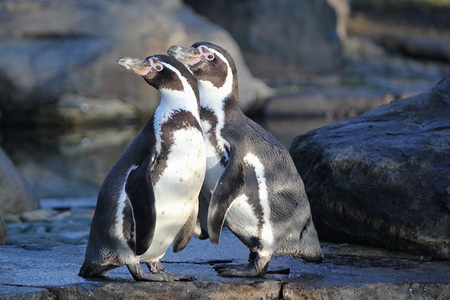 Black and White Animals - Humboldt Penguin