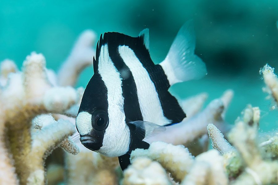 Black and White Animals - Humbug Damselfish
