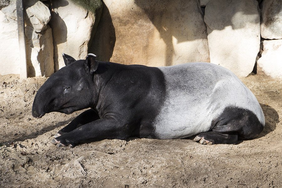 Black and White Animals - Malayan Tapir