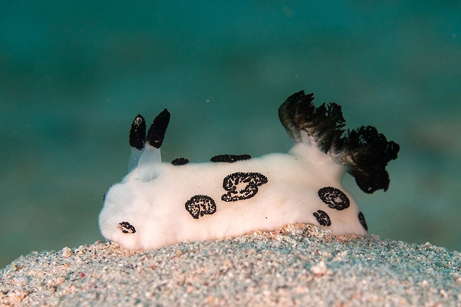 Black and White Animals - Polka-Dot Nudibranch