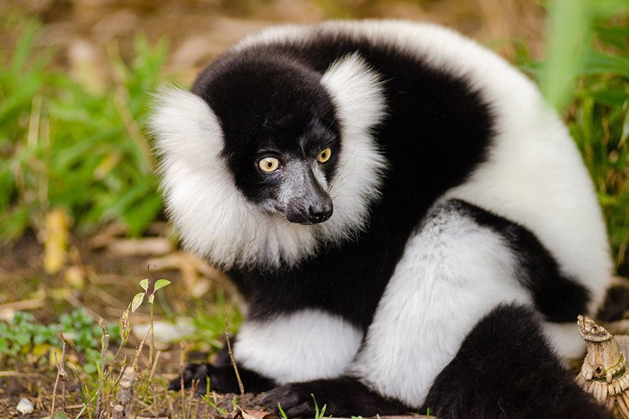 Black and White Animals - Ruffed Lemur