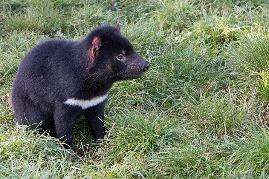 Black and White Animals - Tasmanian Devil