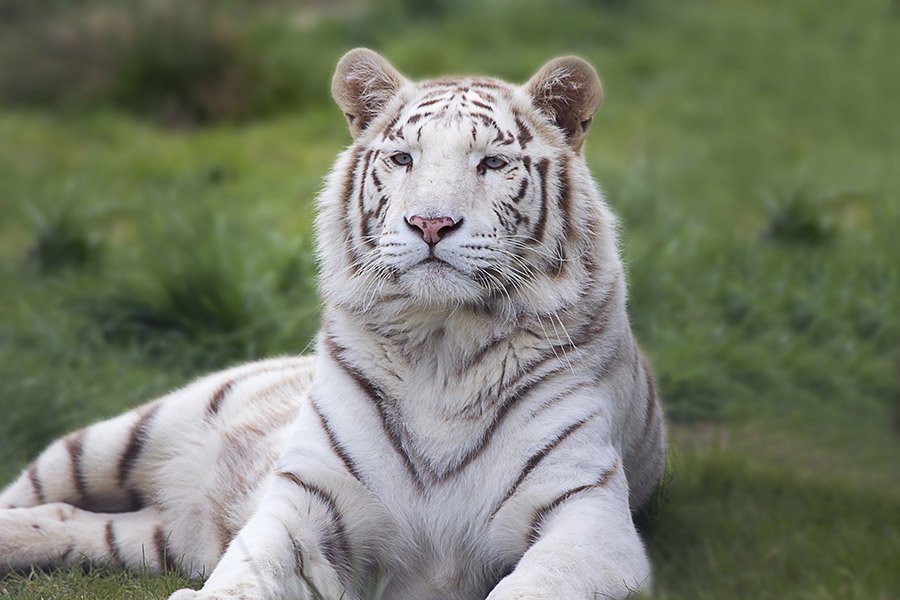 Black and White Animals - White Tiger