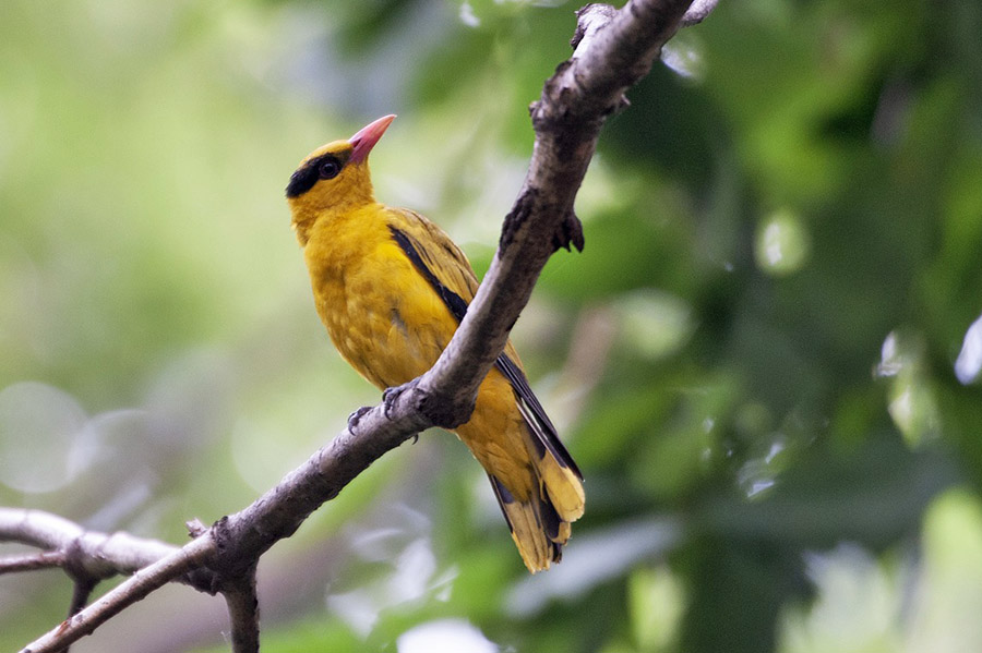 Black and Yellow Animals - Black-Naped Oriole