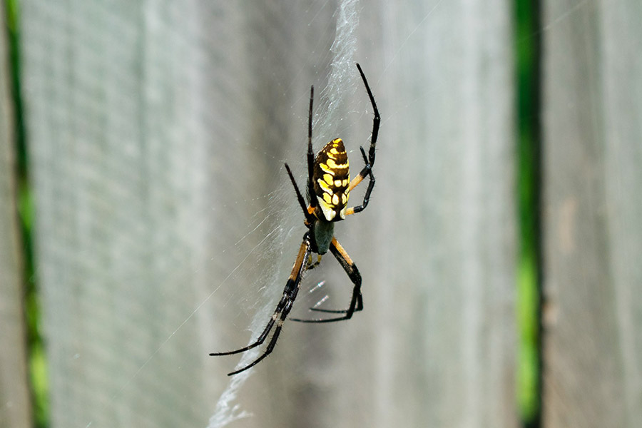 Black and Yellow Animals - Black and Yellow Garden Spider